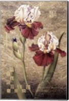 Grand Irises Fine Art Print
