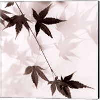 Japanese Maple Leaves No. 1 Fine Art Print