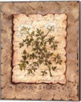 Vintage Herbs - Parsley Fine Art Print