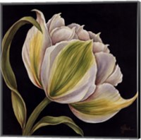 Fleur Blanche Fine Art Print