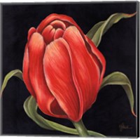 Tulipe Rouge Fine Art Print