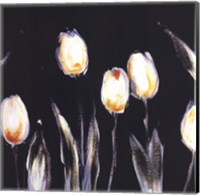 Succulent Tulips Fine Art Print