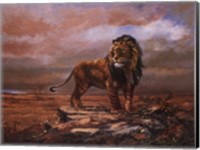 Majestic Lion Fine Art Print