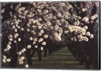 Almond Blossoms Fine Art Print