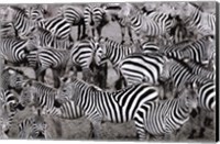 Zebras Abstraction Fine Art Print