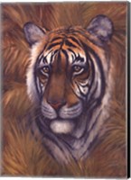 Safari Tiger Fine Art Print