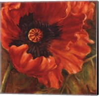 Red Poppy Fine Art Print
