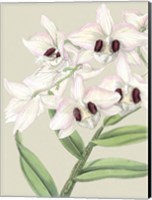Small Orchid Blooms II (P) Fine Art Print