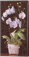 Orchid Phaleanopsis Fine Art Print