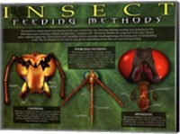Insect Feeding Methods Wall Poster