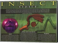 Insect Senses Wall Poster