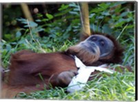 Orangutan - Just about to take a nap Fine Art Print