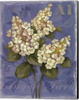 Tardiva Hydrangea- mini Fine Art Print
