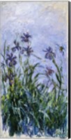 Purple Irises, 1914-17 Fine Art Print