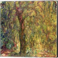 Weeping Willow green Fine Art Print