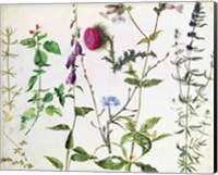 Eight Studies of Wild Flowers Fine Art Print
