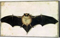 Bat, 1522 Fine Art Print