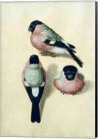 Three studies of a bullfinch Fine Art Print