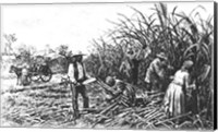 Cutting Sugar Cane in the South Fine Art Print