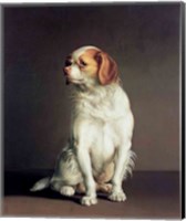 Portrait of a King Charles Spaniel Fine Art Print