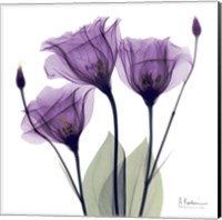X-ray Royal Purple Gentian Fine Art Print
