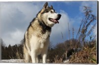 Alaskan Malamute Dog Fine Art Print