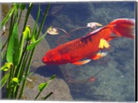 Red Goldfish Fine Art Print