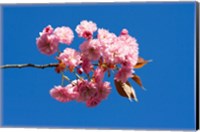 Japanese Cherry Blossom Fine Art Print