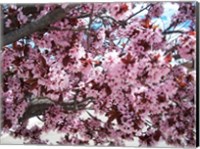 Pink Cherry Blossoms Fine Art Print