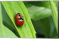 Two Ladybugs Fine Art Print