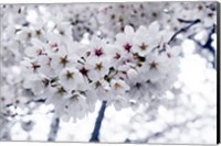 White Cherry Blossoms photo Fine Art Print