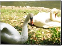 Swans by the Lake Fine Art Print