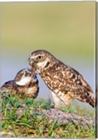 Burrowing Owls Fine Art Print