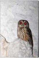 Mottled owl Fine Art Print
