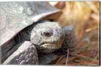 Close-up of a Gopher tortoise Fine Art Print