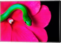 Smooth Green Snake on a flower Fine Art Print