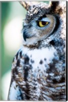 Great Horned Owl Looking Off Fine Art Print