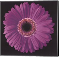 Gerbera Daisy Purple Fine Art Print