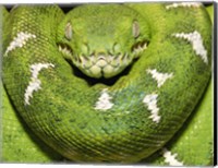 The Green Boa Snake Fine Art Print