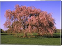 Blossoms on a tree in a field Fine Art Print