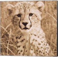 Young Cheetah Fine Art Print