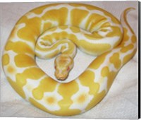 Albino Ball Python Fine Art Print