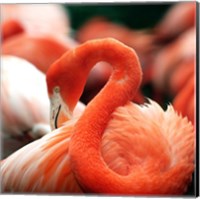 Flamingo National Zoo Fine Art Print
