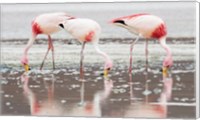 Flamingos Searching for Food Fine Art Print
