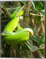 Green Mamba Fine Art Print