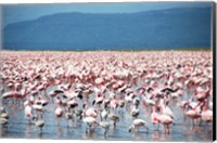 Large Number of Flamingos at Lake Nakuru Fine Art Print