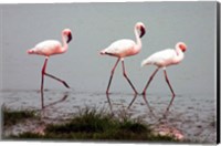 Lesser Flamingos Fine Art Print