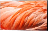 Flamingo Feathers Closeup Fine Art Print