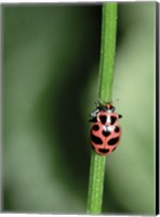 Ladybug Fine Art Print