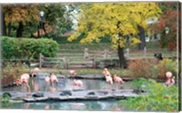 Large group of flamingos wading in water Fine Art Print